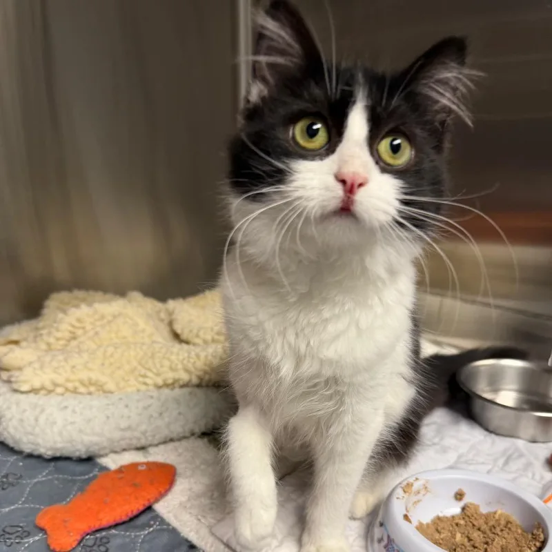 A baby small-sized female Black Domestic Long Hair cat named Little Miss Muffet for adoption in Waynesville, NC