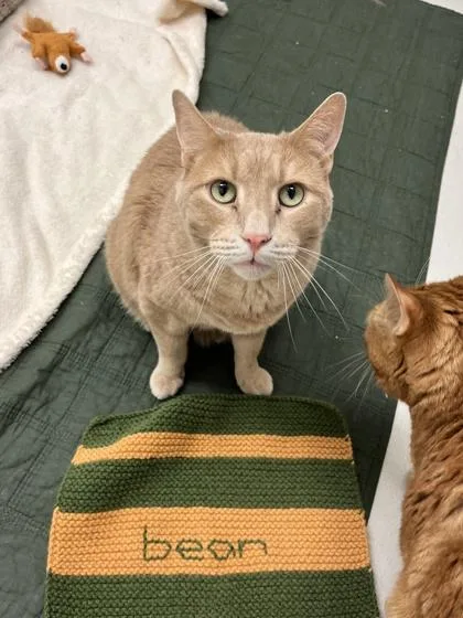 A senior medium-sized male Domestic Short Hair cat named Bean for adoption in New Hope, PA