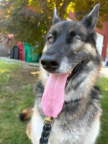 An adult large-sized female German Shepherd Dog dog named Roxy for adoption in Lowell, MA
