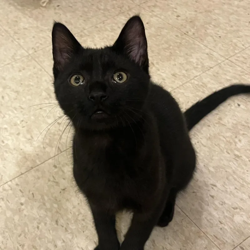 A baby small-sized male Black Domestic Short Hair cat named Victor for adoption in Wind Gap, PA