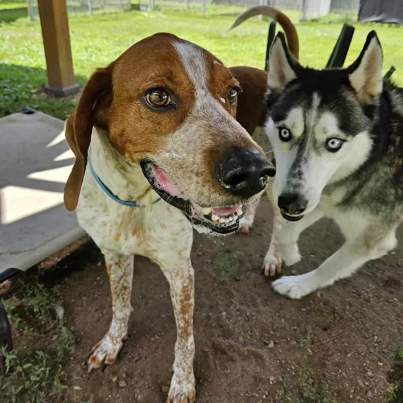 An adult large-sized male Brown / Chocolate Hound dog named Bailey for adoption in Concord, NH