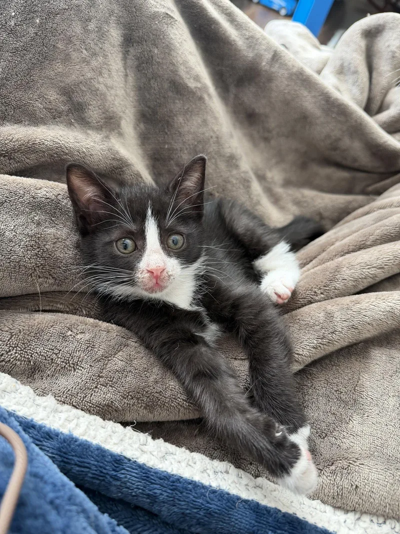 A young medium-sized female Domestic Short Hair cat named Bridezilla for adoption in Camden, SC