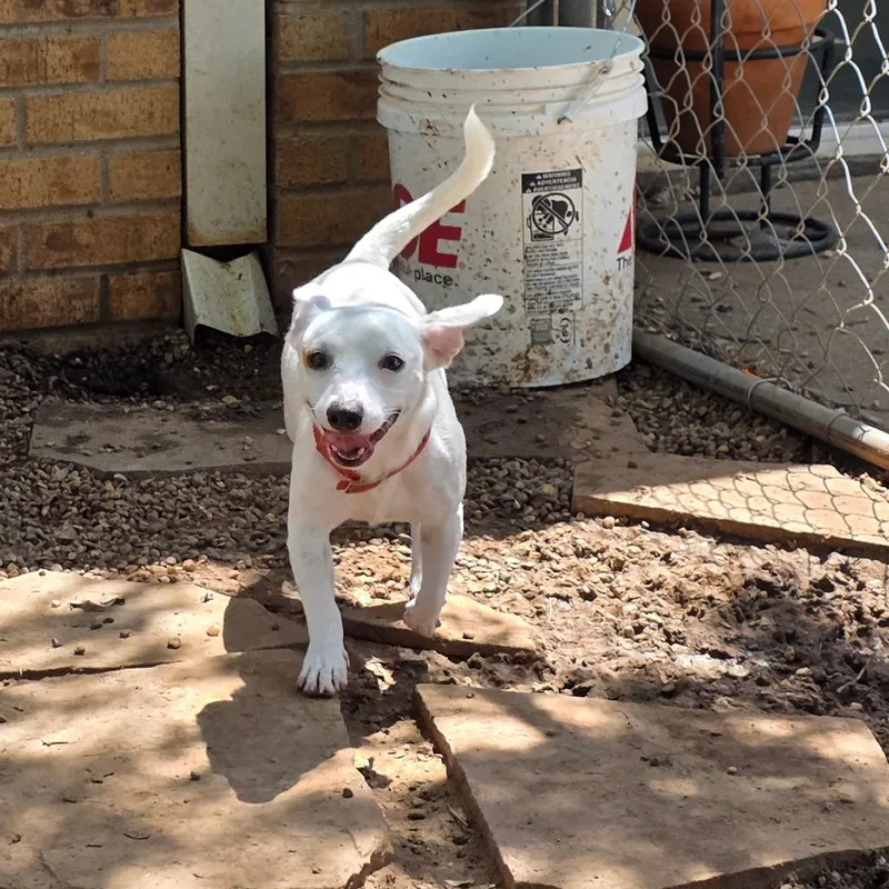 A young small-sized male White / Cream Mixed Breed dog named Franklin for adoption in Duncan, OK
