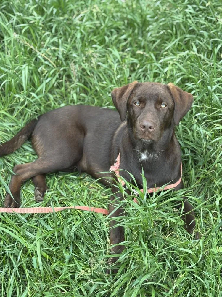 A young large-sized male Brown / Chocolate Labrador Retriever dog named Cookeel  Bowzer for adoption in Broomfield, CO