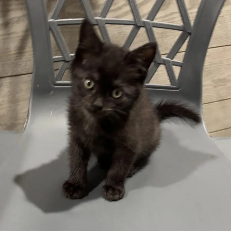 A baby small-sized female Black Domestic Short Hair cat named Raven for adoption in Wichita, KS