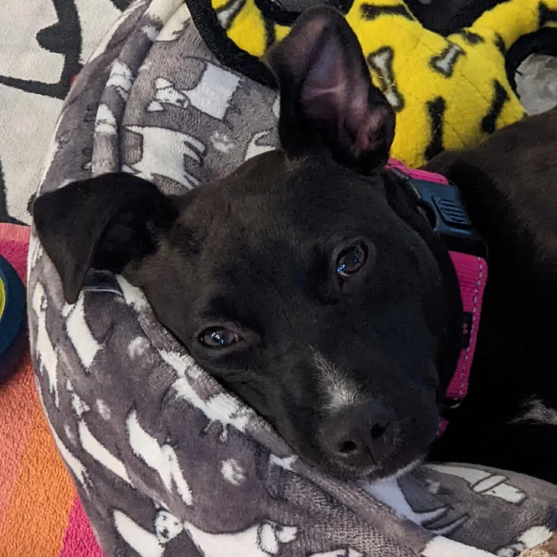 June Bug thumbnail 2