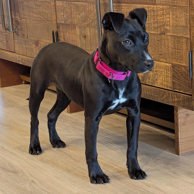 June Bug thumbnail 3