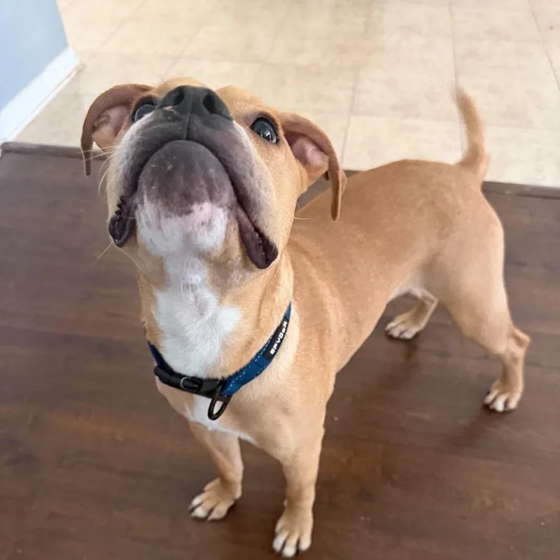 A baby medium-sized male Golden Boxer dog named Nolan for adoption in Humble, TX