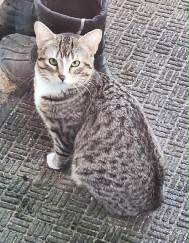 An adult medium-sized male Tabby (Leopard / Spotted) Domestic Short Hair cat named Henry for adoption in Anchorage, AK