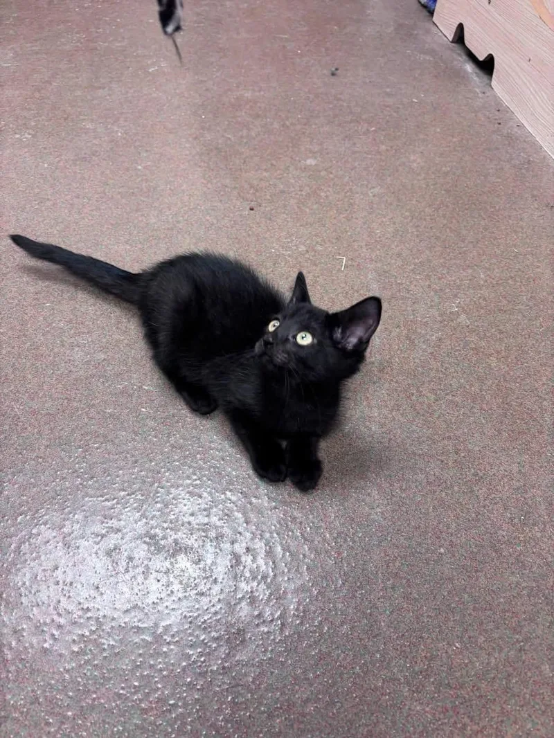 A baby medium-sized female Black Domestic Short Hair cat named Wasabi for adoption in Steger, IL