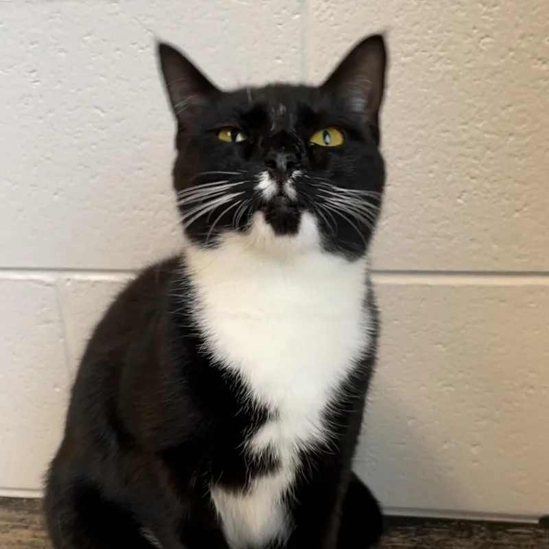 A young medium-sized female Black & White / Tuxedo Domestic Short Hair cat named Vivian for adoption in Stafford, VA