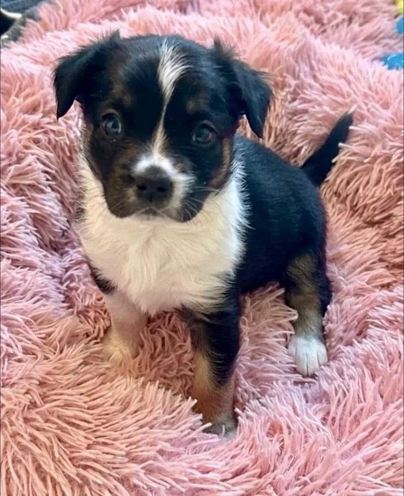 Pippa