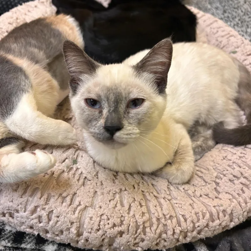 A baby small-sized female White Domestic Short Hair cat named Quiche for adoption in Fresno, CA