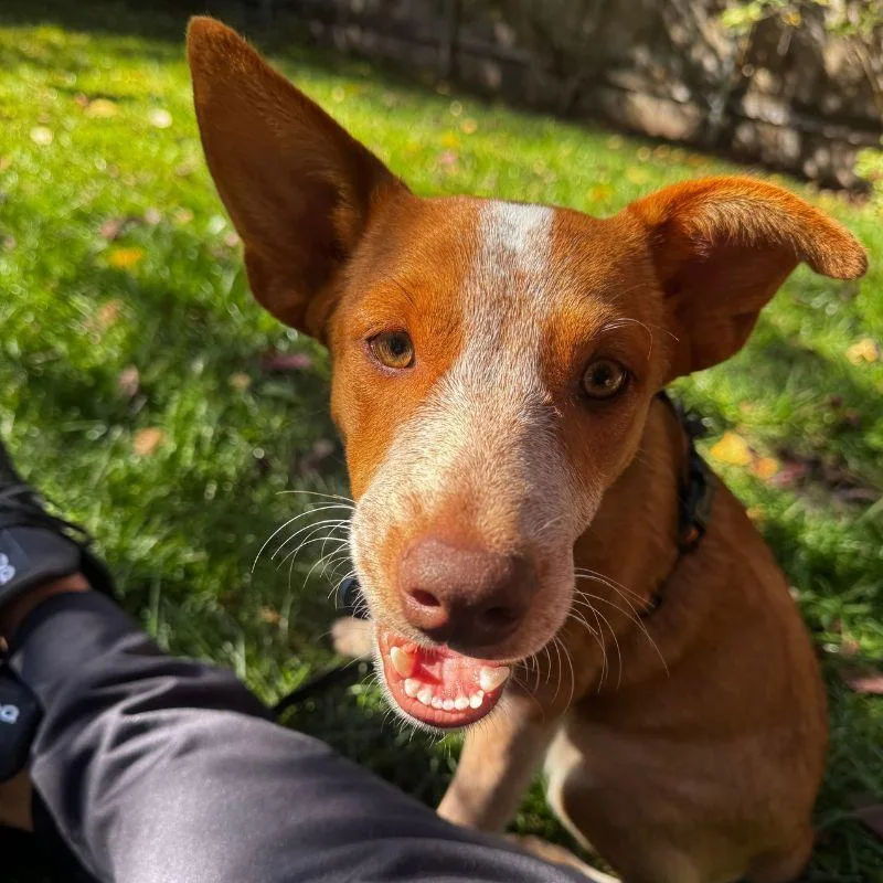 A young medium-sized female Australian Cattle Dog / Blue Heeler dog named Twix for adoption in Jackson, WY