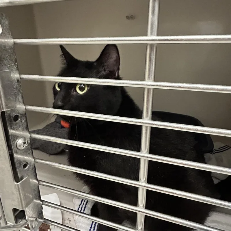 An adult extra large-sized male Black Domestic Short Hair cat named Max for adoption in Durango, CO