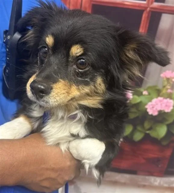 An adult small-sized female Chihuahua dog named Spooky for adoption in San Bernardino, CA