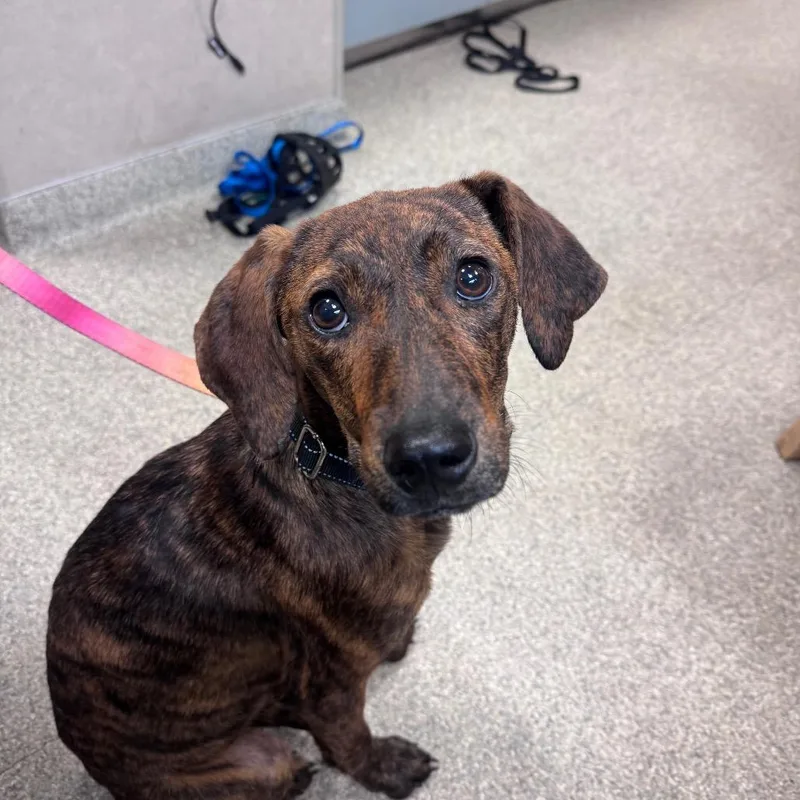 An adult small-sized female Brindle Mixed Breed dog named Sashay for adoption in Jacksonville, FL