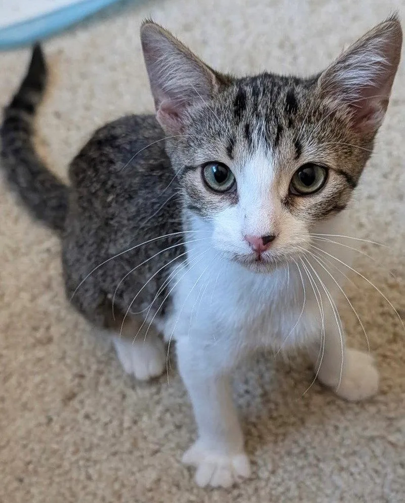 A young medium-sized female Domestic Short Hair cat named Princess Pea for adoption in Phoenix, AZ