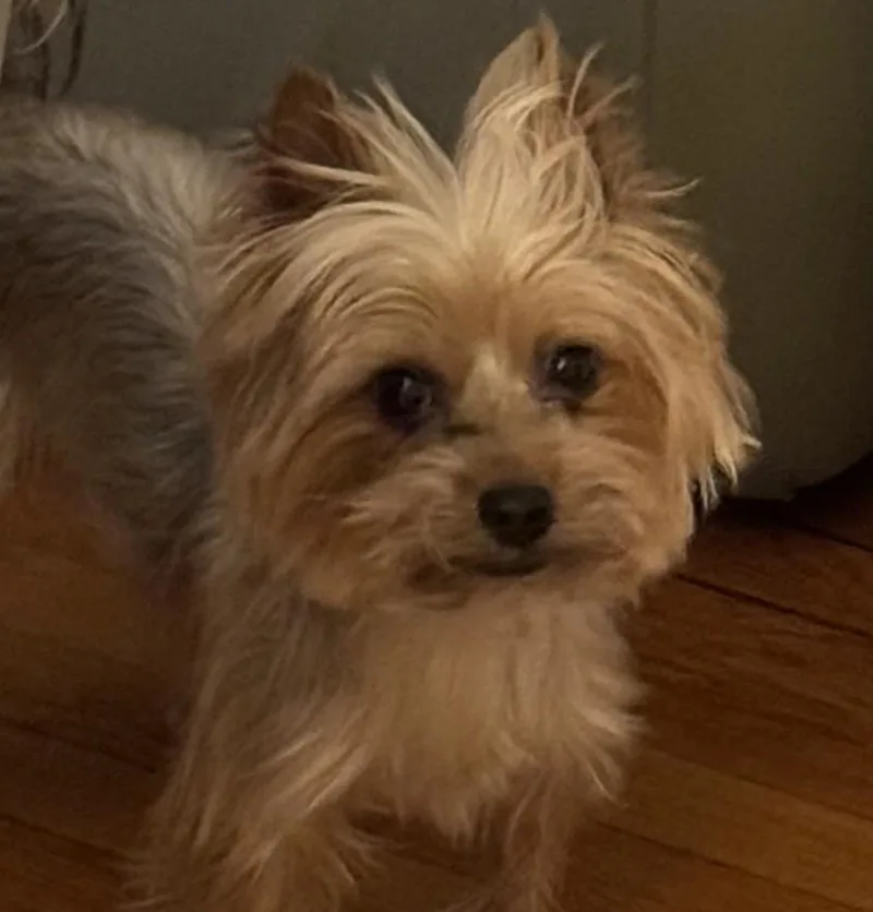 An adult small-sized male Gray / Blue / Silver Yorkshire Terrier dog named Prince for adoption in Norwalk, CT