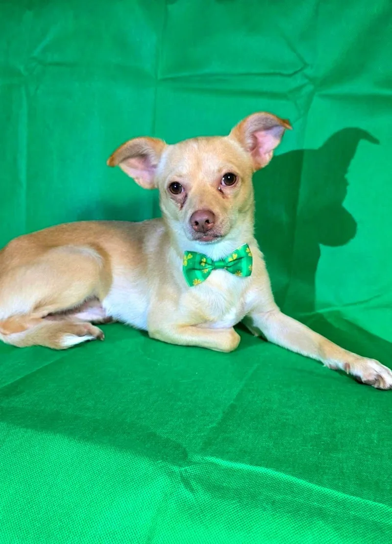 An adult small-sized male Chihuahua dog named Robert for adoption in Boise, ID