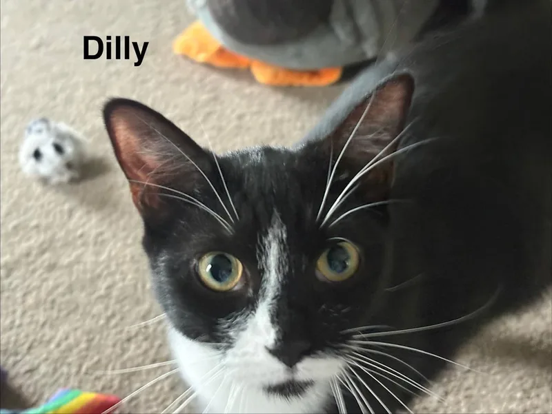 Dilly & Dally thumbnail 2