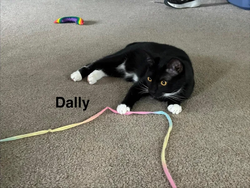 Dilly & Dally thumbnail 3