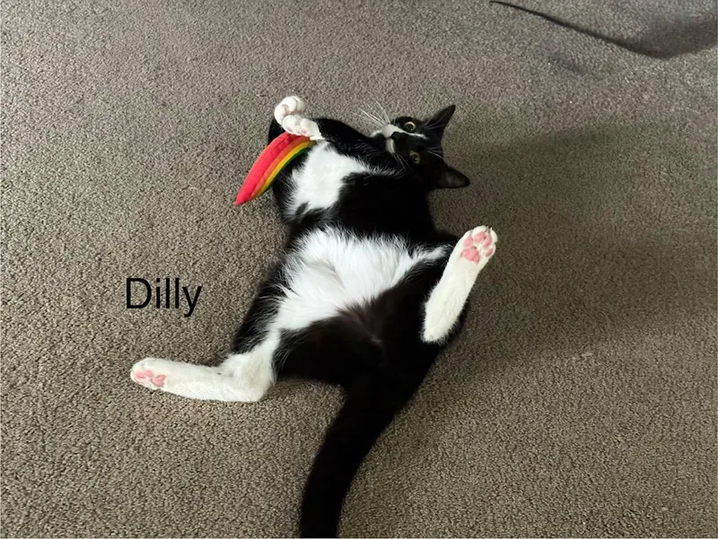 Dilly & Dally thumbnail 4