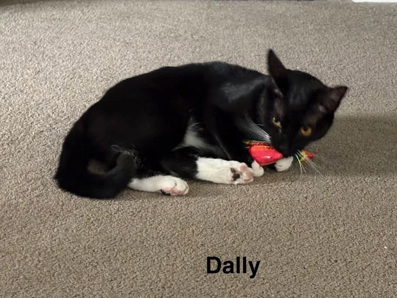 Dilly & Dally thumbnail 5
