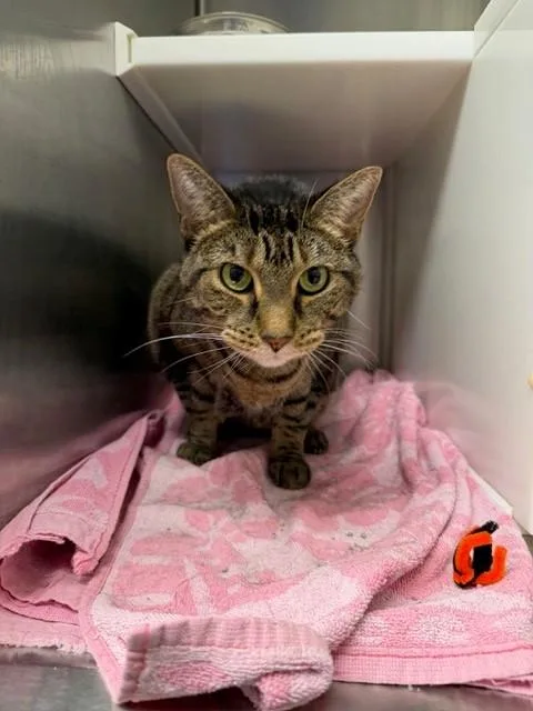 An adult medium-sized female Domestic Short Hair cat named Butterscotch for adoption in Brighton, CO
