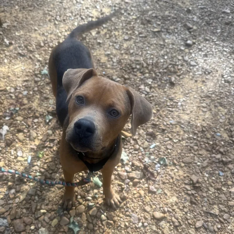 A young medium-sized female Hound dog named Susie Q for adoption in East Saint Louis, IL