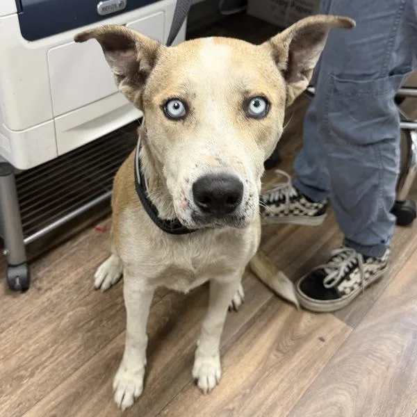 An adult medium-sized female Siberian Husky dog named Edina for adoption in San Diego, CA