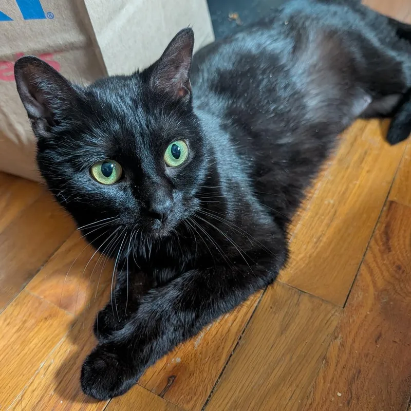 An adult medium-sized female Black Domestic Short Hair cat named Binx Limon for adoption in Eaton Rapids, MI