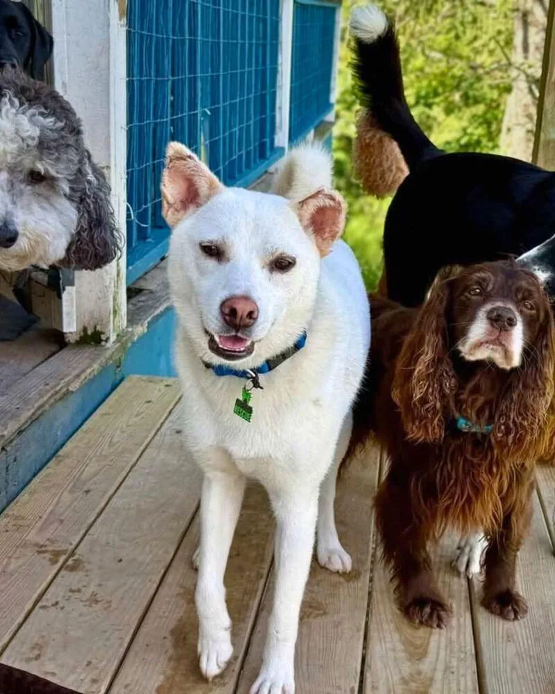 An adult medium-sized female White / Cream Jindo dog named Dorori for adoption in Long Island City, NY