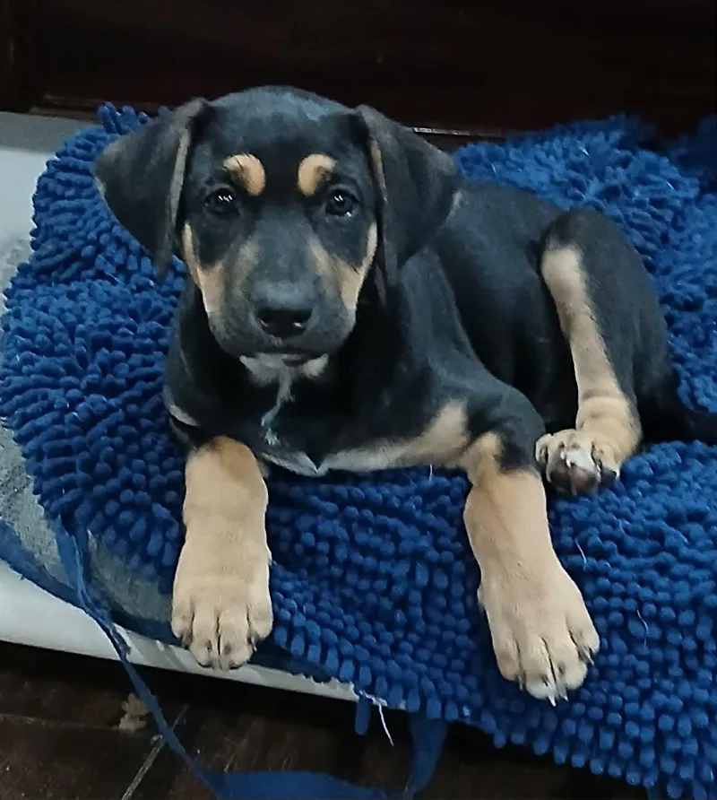 Kai