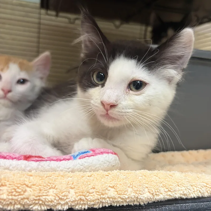 A baby medium-sized male Black & White / Tuxedo Domestic Short Hair cat named Yahtzee for adoption in Charleston, SC