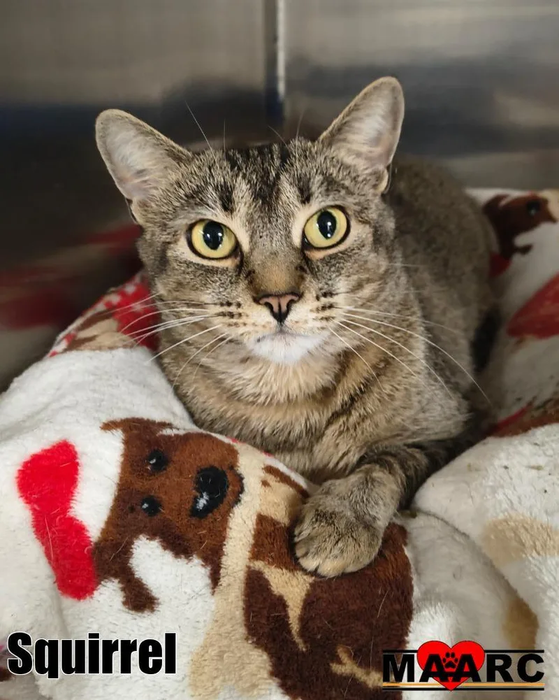 A young medium-sized female Domestic Short Hair cat named Squirrel for adoption in Maryville, TN