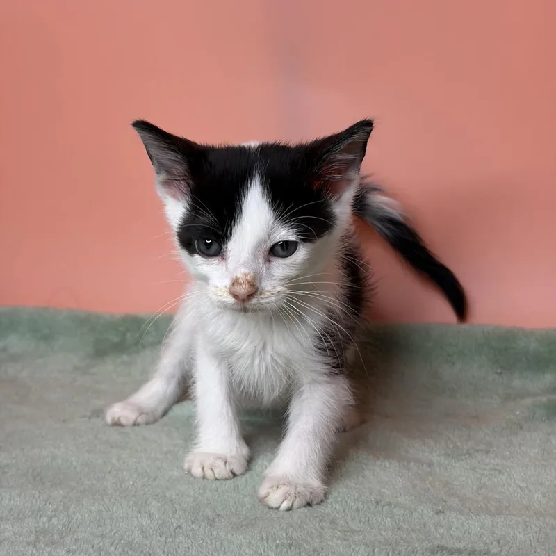 A baby small-sized male White Domestic Short Hair cat named Harvey for adoption in San Antonio, TX