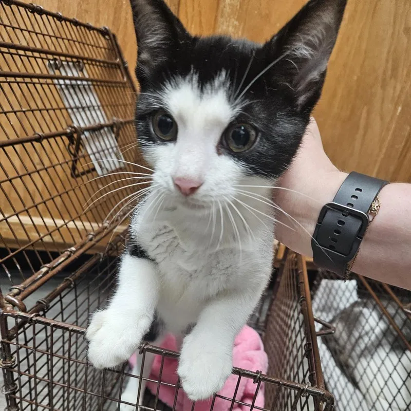 A baby small-sized male Black Domestic Short Hair cat named Bubba for adoption in Ridgely, MD
