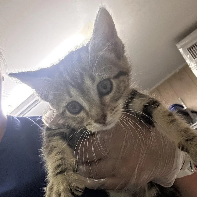 A baby small-sized female Black Domestic Short Hair cat named Adaine for adoption in Leander, TX