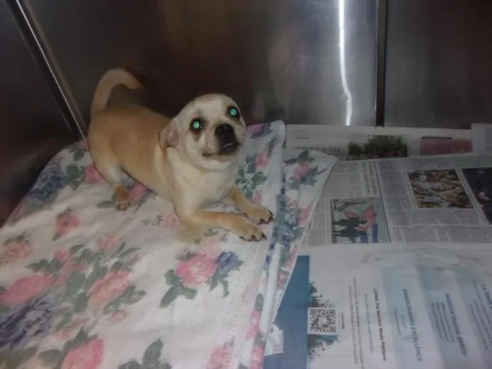 A young small-sized male Pug dog named Pickles for adoption in Van Nuys, CA