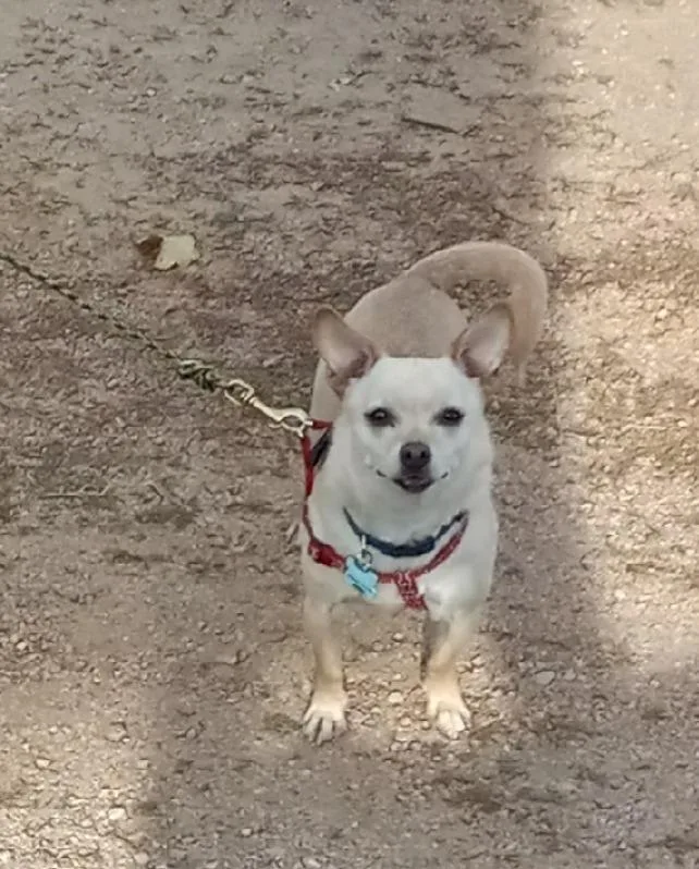 An adult small-sized male Yellow / Tan / Blond / Fawn Chihuahua dog named Dawson for adoption in Littleton, CO