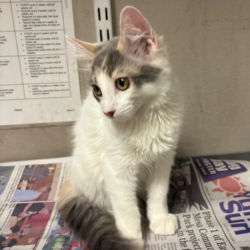 A baby small-sized female White Domestic Short Hair cat named Mila for adoption in Yuma, AZ