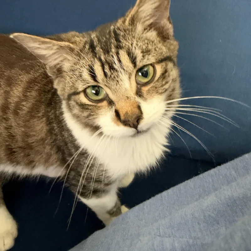 A baby medium-sized male Tabby (Brown / Chocolate) Tabby cat named Wally for adoption in Grand Rapids, MI