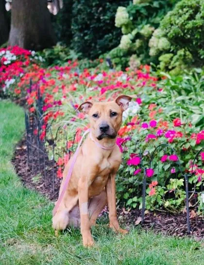 An adult large-sized female Mixed Breed dog named Phoenix for adoption in West Chester, PA