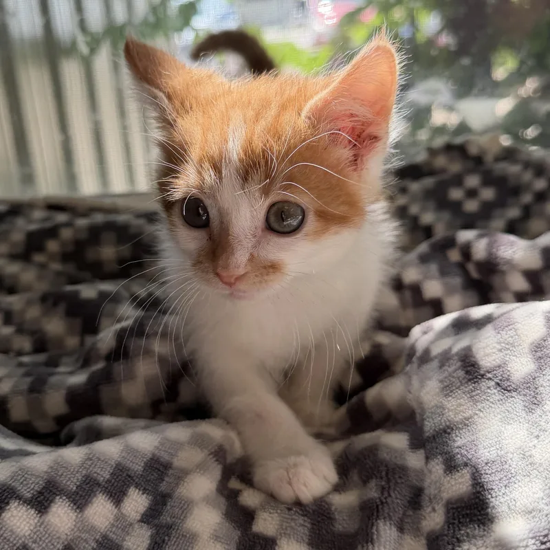 A baby small-sized male Orange & White Domestic Short Hair cat named Terry for adoption in Spencer, IA