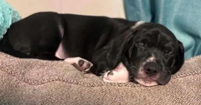 A baby small-sized male Tricolor (Brown, Black, & White) Labrador Retriever dog named Boots for adoption in Silsbee, TX