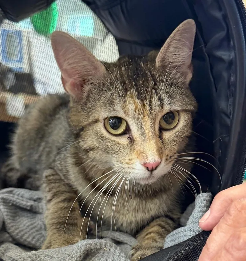 A young medium-sized female Domestic Short Hair cat named Janice for adoption in Columbia, IL