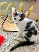 A baby medium-sized male Domestic Short Hair cat named Ike for adoption in Youngsville, NC