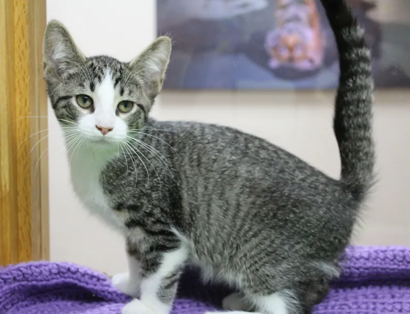A baby medium-sized male Domestic Short Hair cat named Skeletor for adoption in Portage, WI