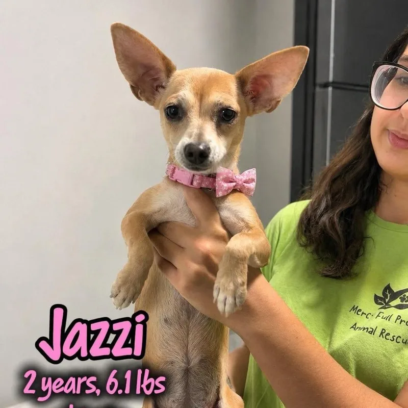 An adult small-sized female Yellow / Tan / Blond / Fawn Chihuahua dog named Jazzi for adoption in Tampa, FL